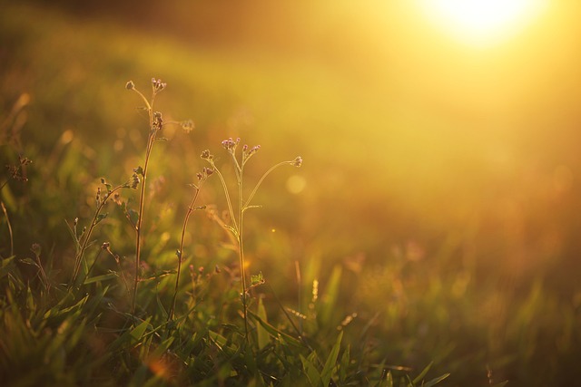 soleil dans les herbes