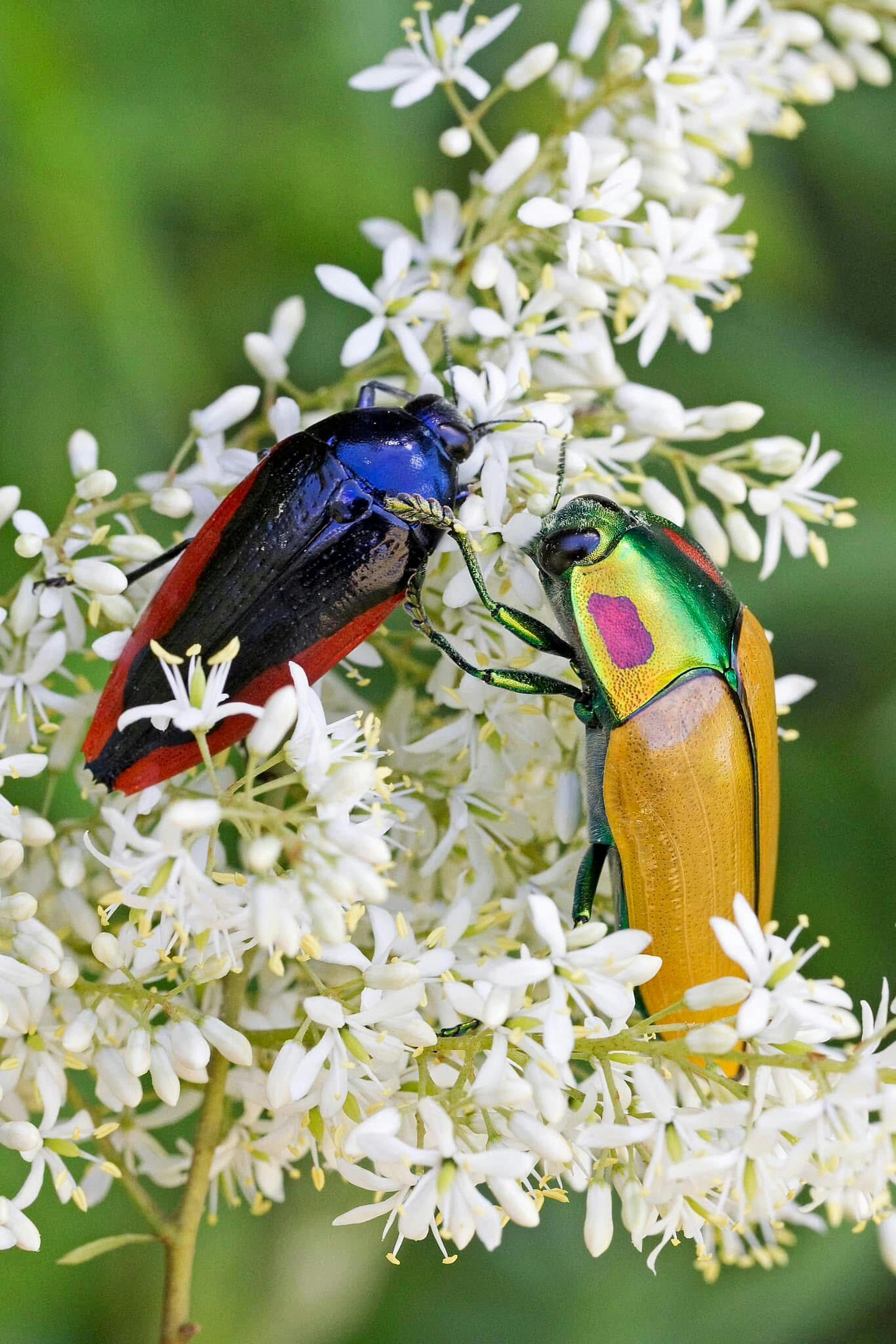 Quand la musique dialogue avec notre Microbiote