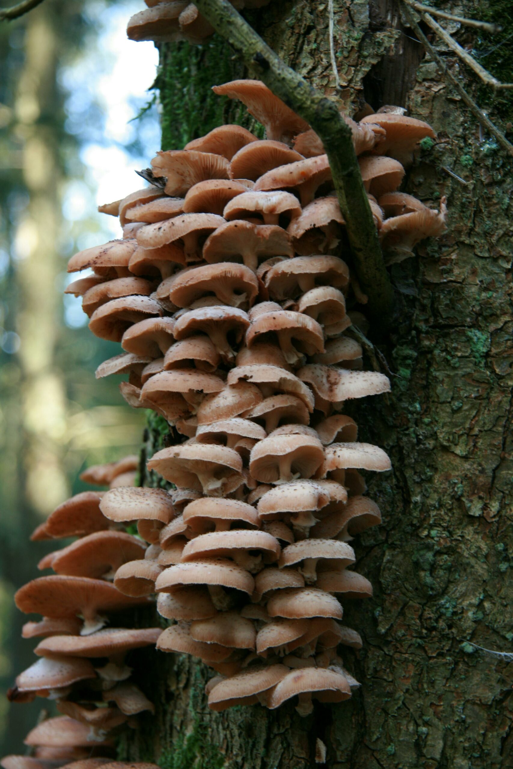 diabète bactérie obèse