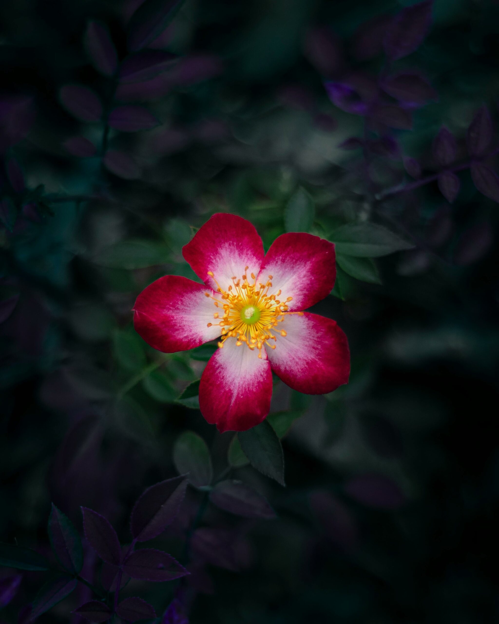 harmonie fleur calme nature