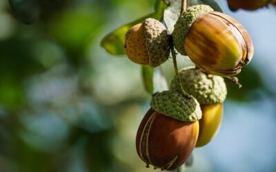 La dépression saisonnière