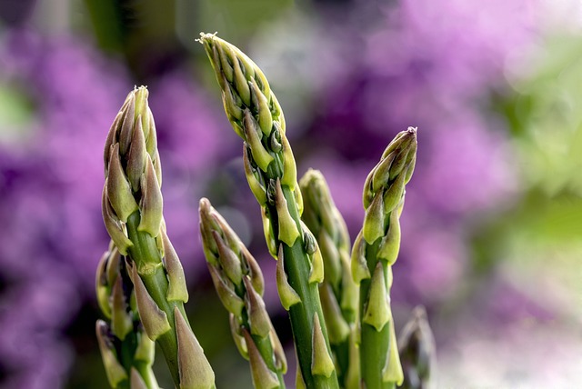 Légumes verts et plantes ayurvédiques