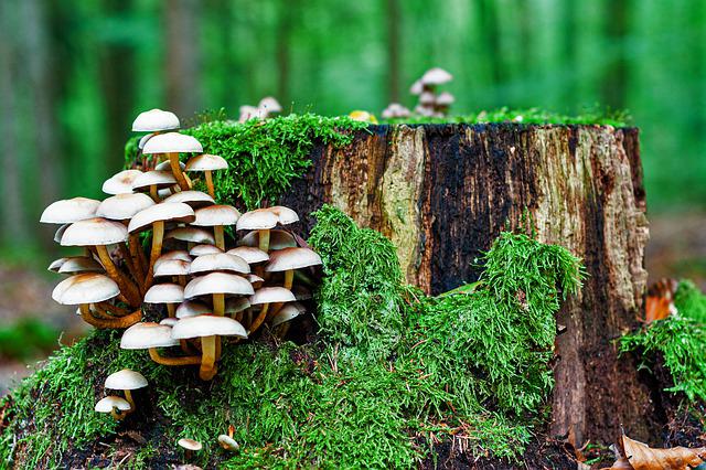 Champignons riches en nutriments pour le microbiote