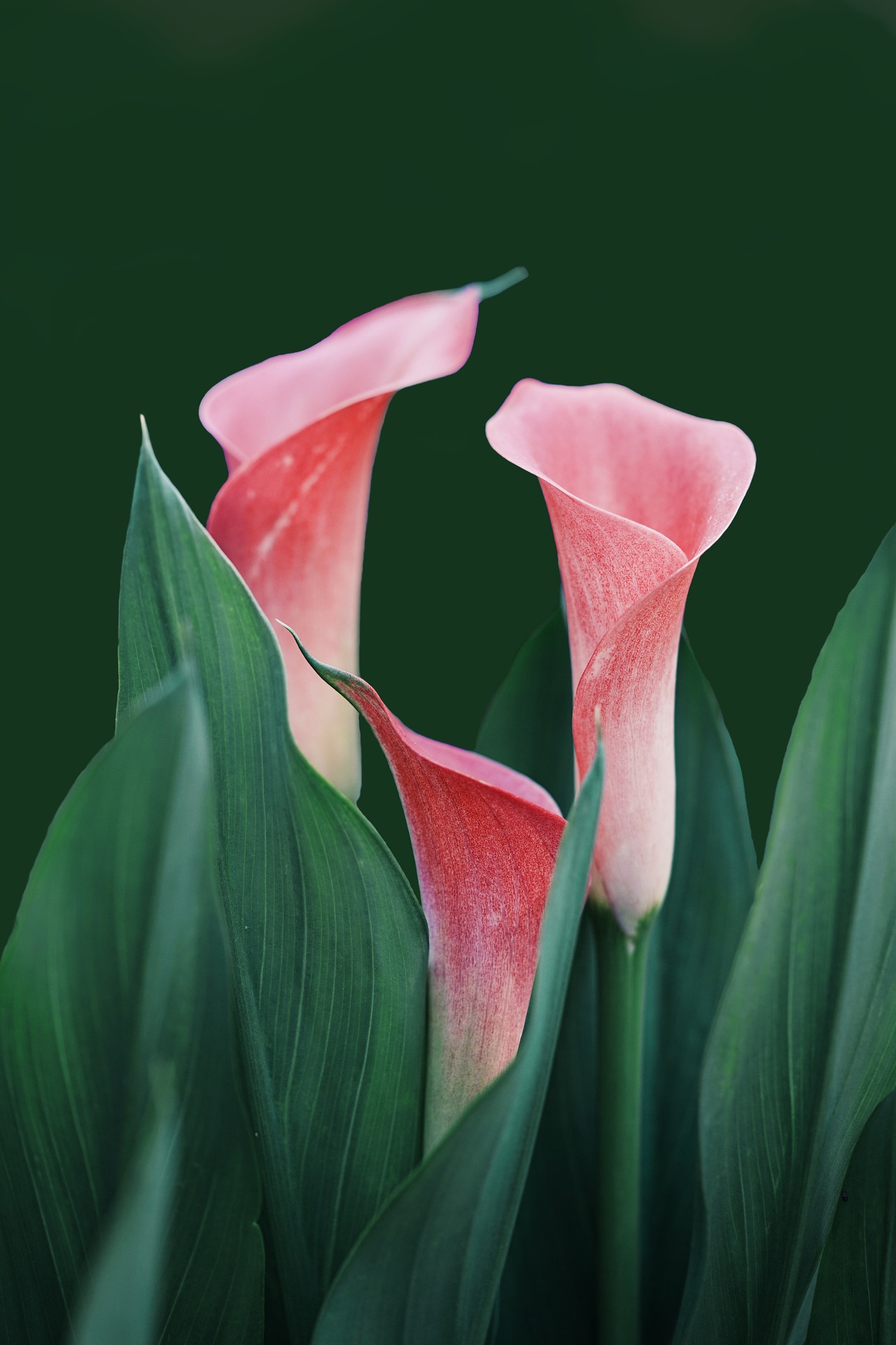 Fleurs et sérénité, choisir sa cure