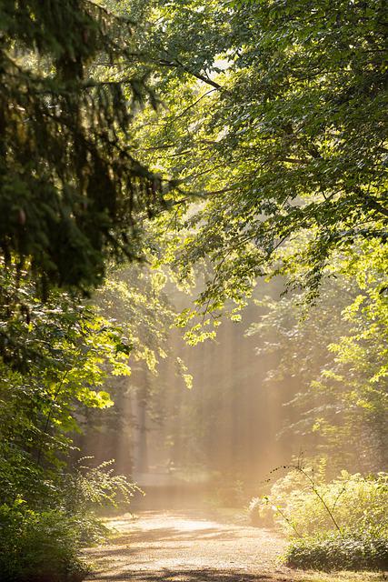 Forêt, ressourcement et force du jeûne