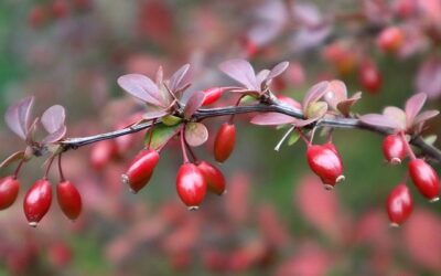 Ayurvéda : les bienfaits du Gymnéma Sylvestre