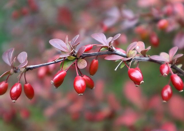 Ayurvéda : les bienfaits du Gymnéma Sylvestre