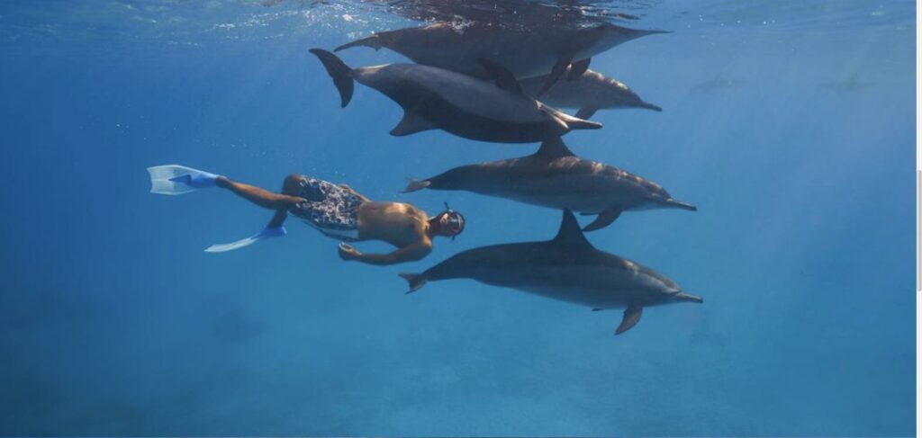 Plongée avec des dauphins en Mer Rouge, séjour proposé par Naïa Journey, agence de voyage éthique