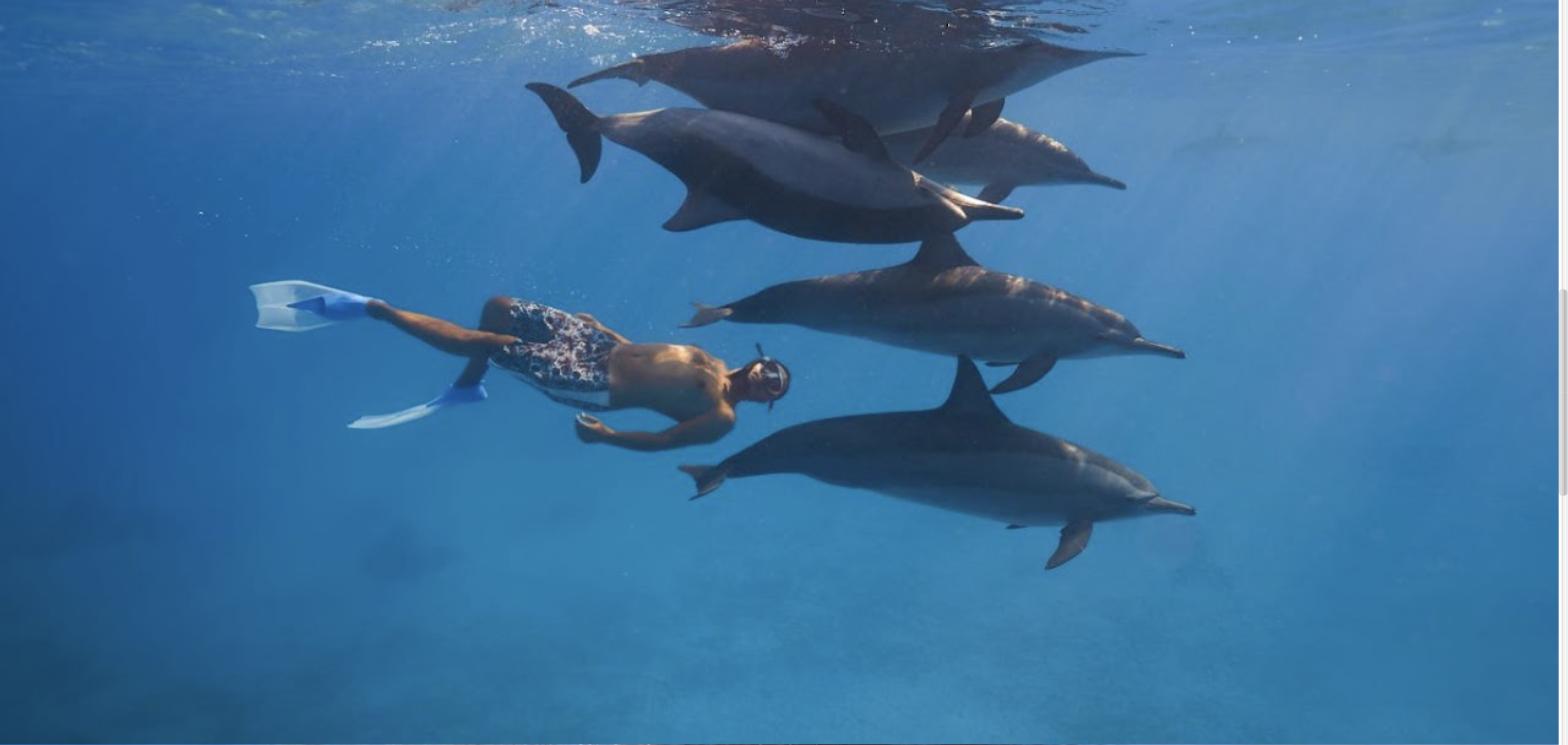 Plongée avec les dauphins en Mer Rouge