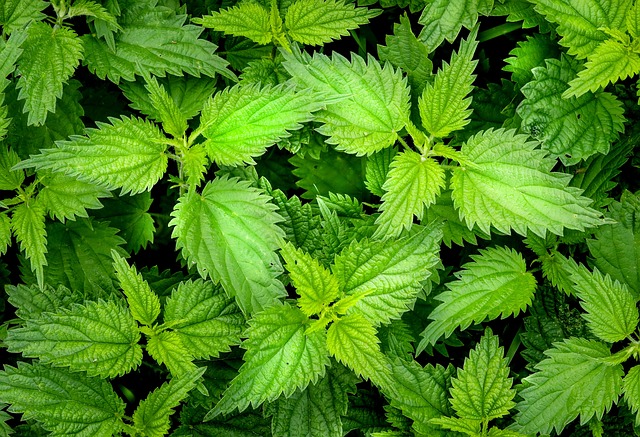 Ortie, plante bénéfique pour la digestion