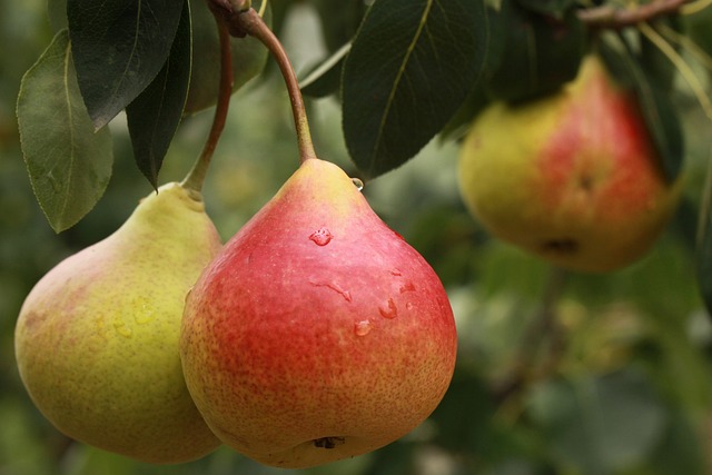 Poire, fruit riche en enzymes naturelles