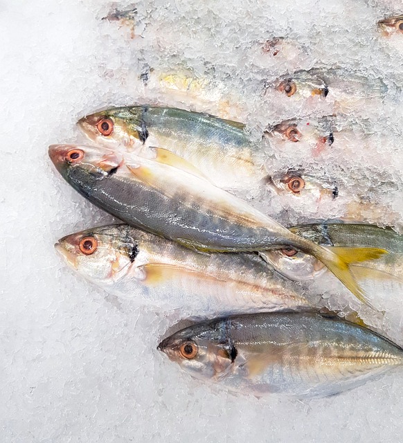 Poisson gras et nutrition pendant le jeûne