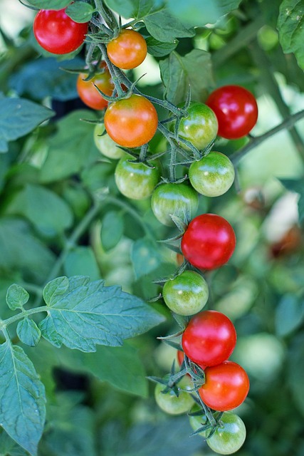 Tomates cerises, alimentation adaptée au diabète
